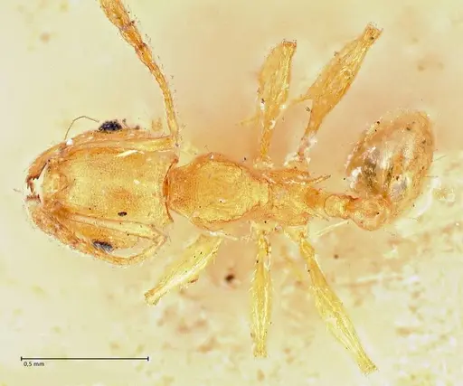 Pheidole variabilis - FOCOL2893