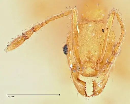 Pheidole variabilis - FOCOL2893