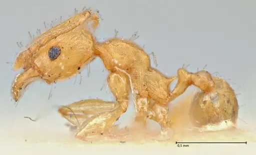 Pheidole variabilis - FOCOL2893