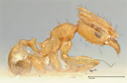 Pheidole variabilis - FOCOL2893
