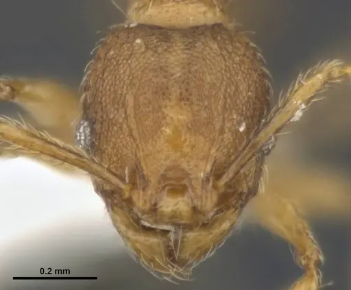 Pheidole variabilis - MCZ-ENT00511509