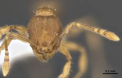 Pheidole variabilis - MCZ-ENT00511509