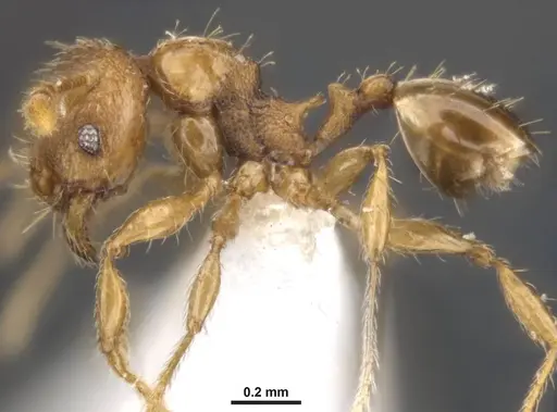 Pheidole variabilis - MCZ-ENT00511509