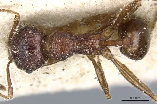 Pheidole variolosa specimen