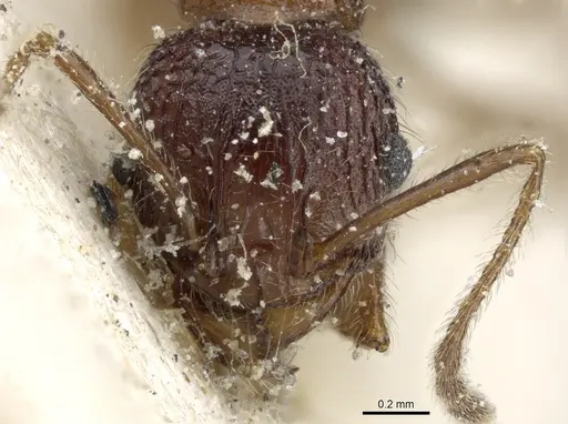 Pheidole variolosa specimen
