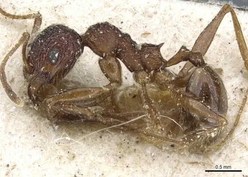 Pheidole variolosa specimen