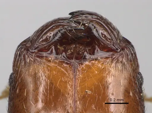 Pheidole vatovavensis specimen