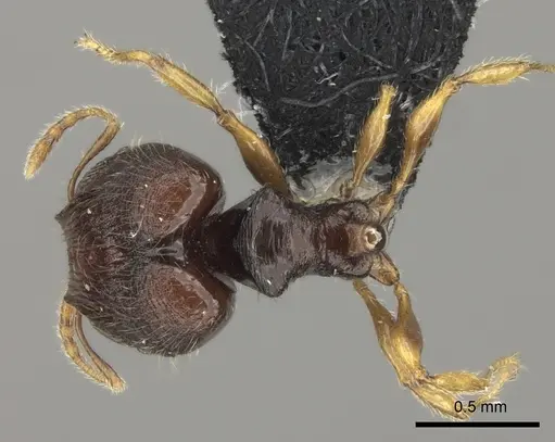 Pheidole vatu specimen