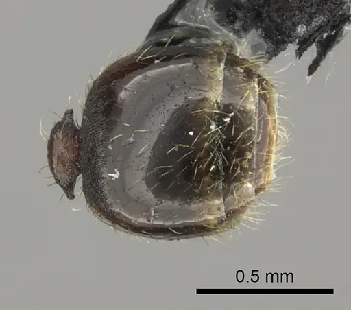 Pheidole vatu specimen