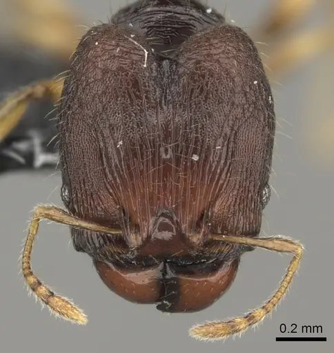 Pheidole vatu specimen