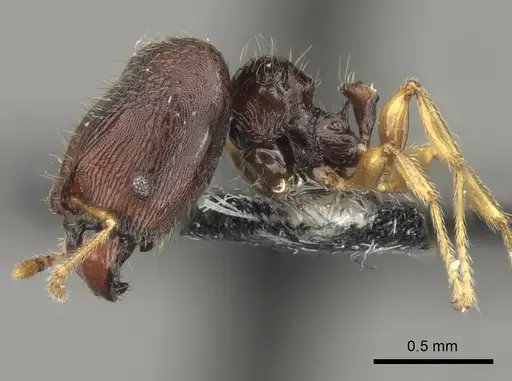 Pheidole vatu - CASENT0184306