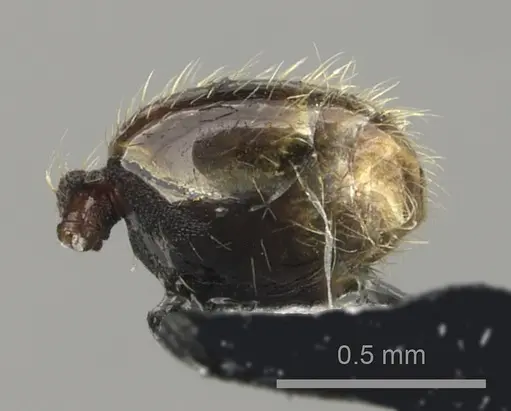 Pheidole vatu - CASENT0184306