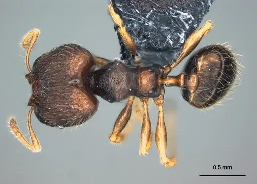 Pheidole vatu - CASENT0185525