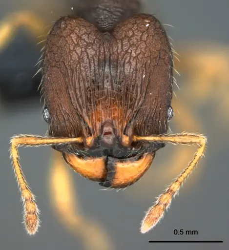 Pheidole vatu - CASENT0185525