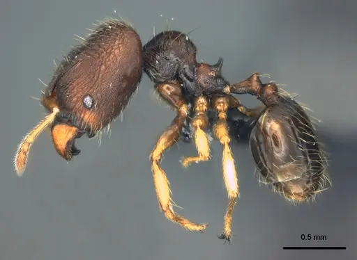 Pheidole vatu - CASENT0185525