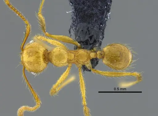 Pheidole veletis specimen