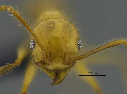 Pheidole veletis specimen