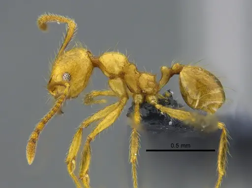 Pheidole veletis specimen