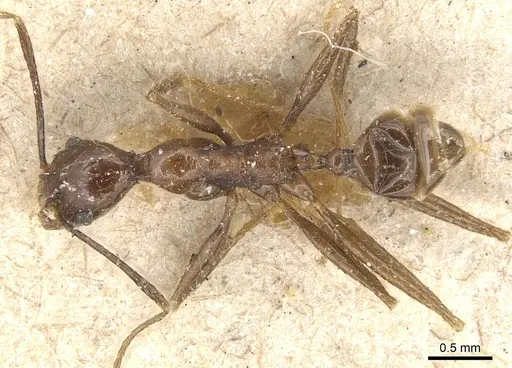 Pheidole velox specimen