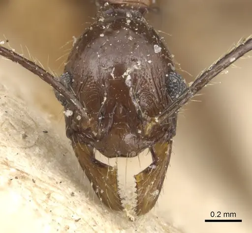 Pheidole velox specimen