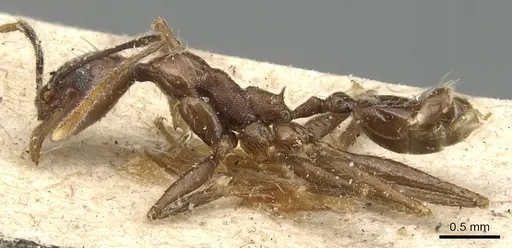 Pheidole velox specimen