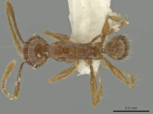 Pheidole venatrix specimen