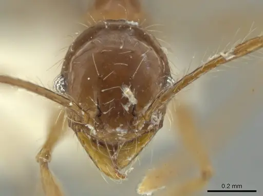 Pheidole venatrix specimen