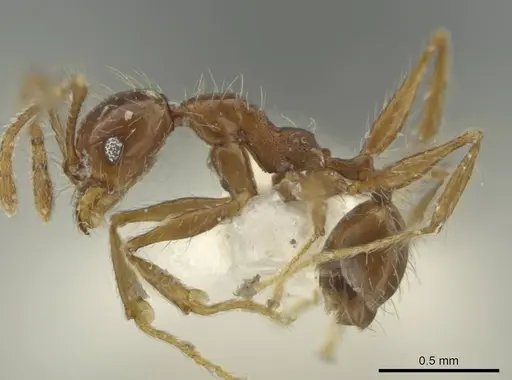 Pheidole venatrix specimen