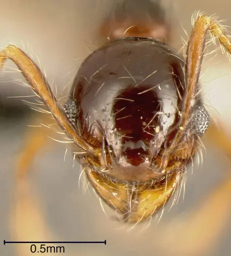 Pheidole vestita specimen