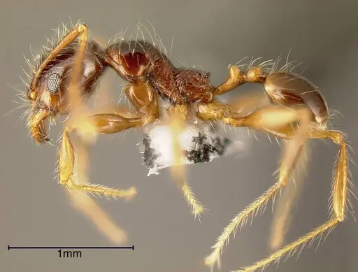 Pheidole vestita specimen