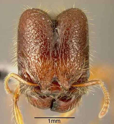 Pheidole vestita - INBIOCRI002272032