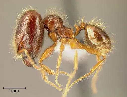Pheidole vestita - INBIOCRI002272032