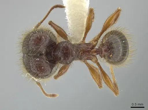 Pheidole vestita - JTLC000005562