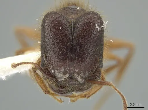 Pheidole vestita - JTLC000005562