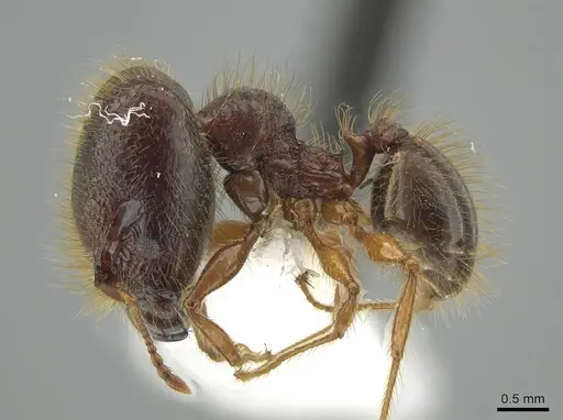 Pheidole vestita - JTLC000005562