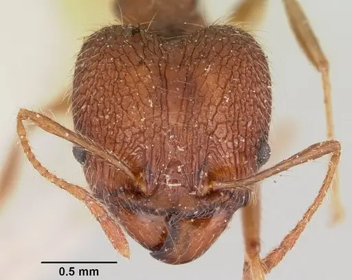 Pheidole veteratrix specimen