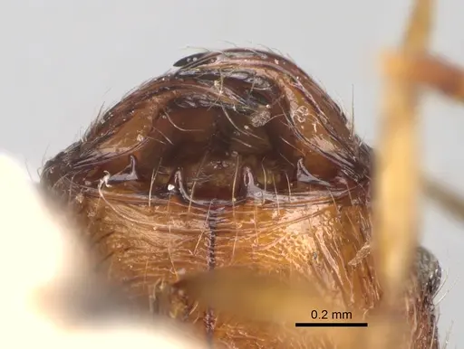 Pheidole veteratrix specimen