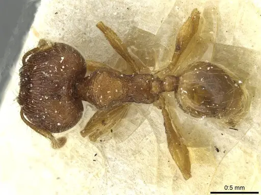 Pheidole victima specimen