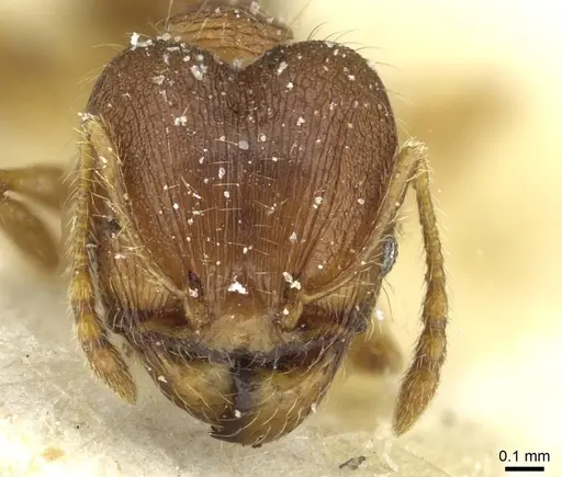 Pheidole victima specimen