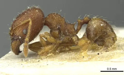 Pheidole victima specimen