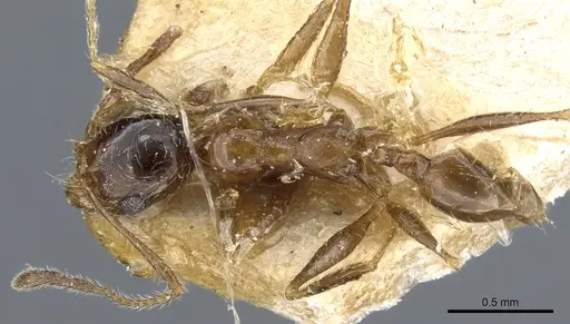 Pheidole victoris specimen