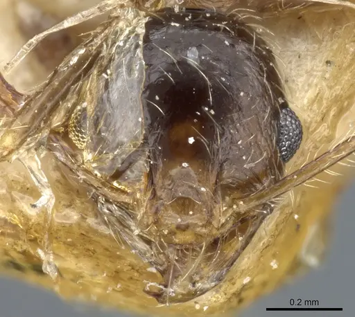 Pheidole victoris specimen