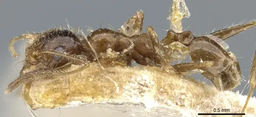 Pheidole victoris specimen
