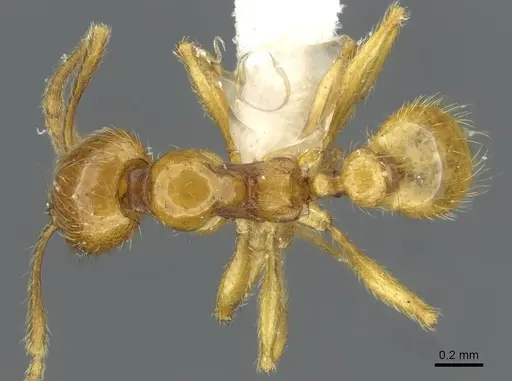Pheidole vieti specimen