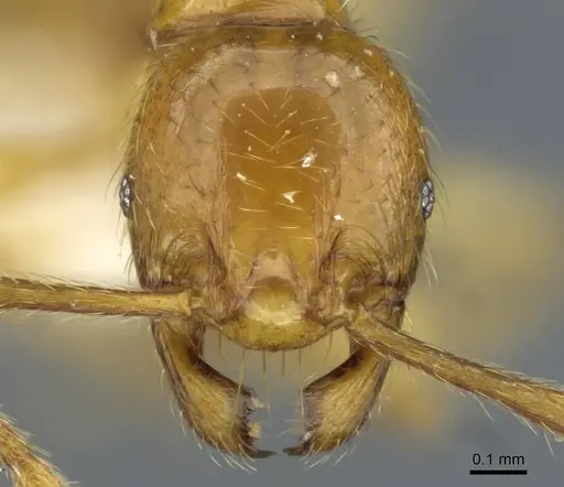 Pheidole vieti specimen
