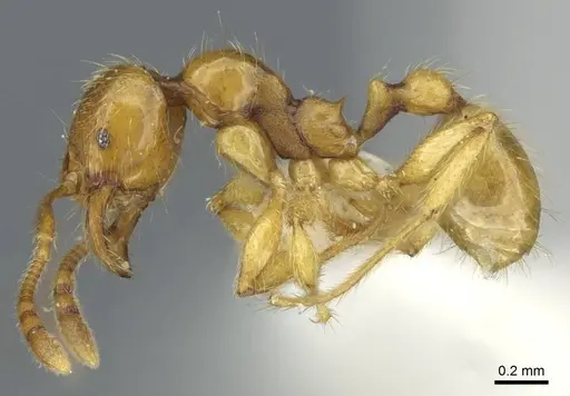 Pheidole vieti specimen