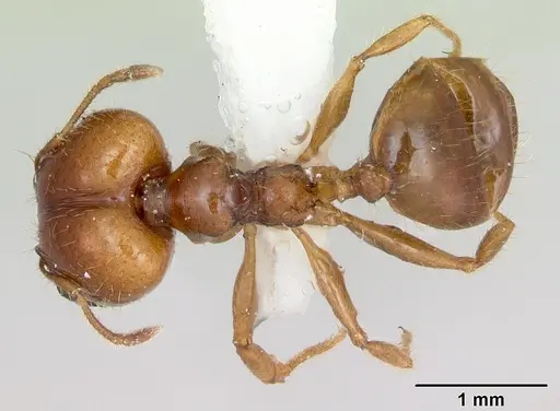 Pheidole vigilans specimen