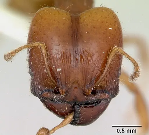 Pheidole vigilans specimen