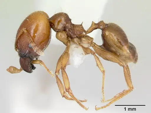 Pheidole vigilans specimen