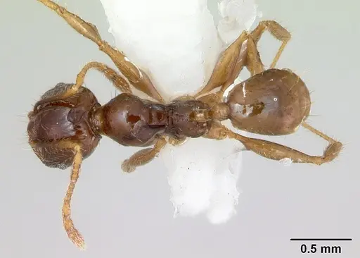 Pheidole vigilans - CASENT0172952